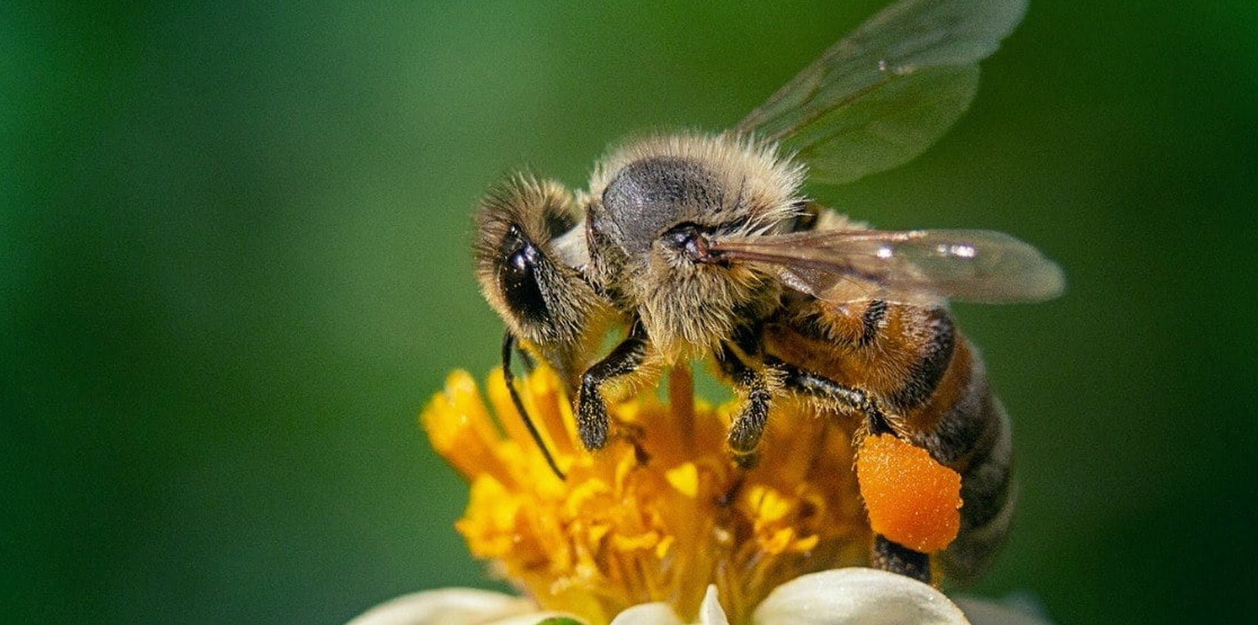 Día Mundial de las Abejas: ¿Cómo sería el mundo sin ellas? post thumbnail image