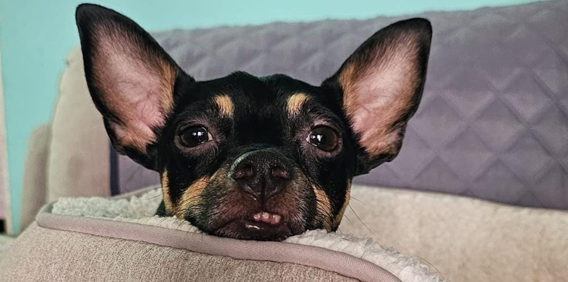 ¿Sabías que hay un día en especial para llevar a tu mascota a tu trabajo? post thumbnail image