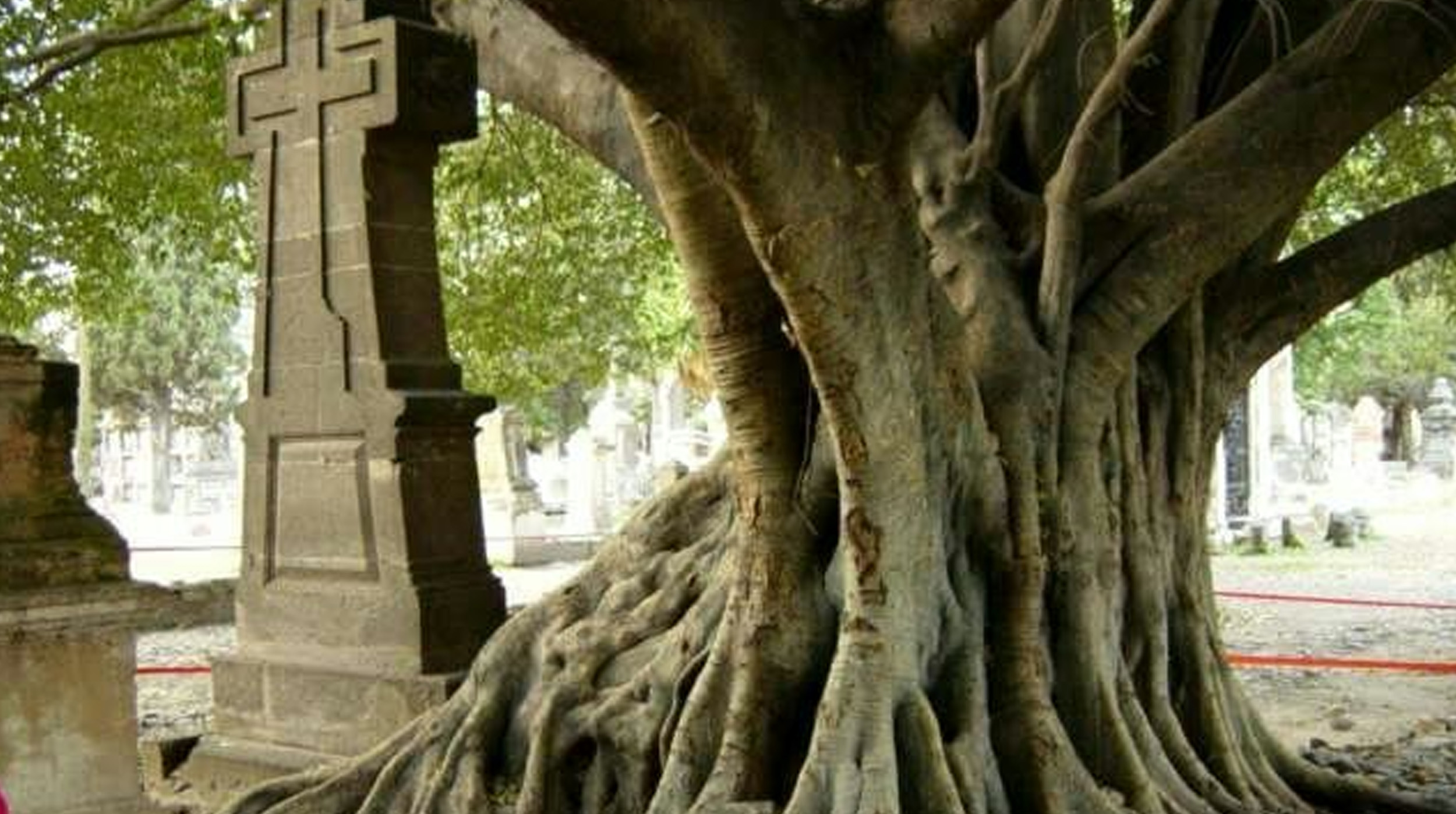 Esta es la leyenda del árbol que sangra y guarda la historia de un vampiro en Guadalajara post thumbnail image
