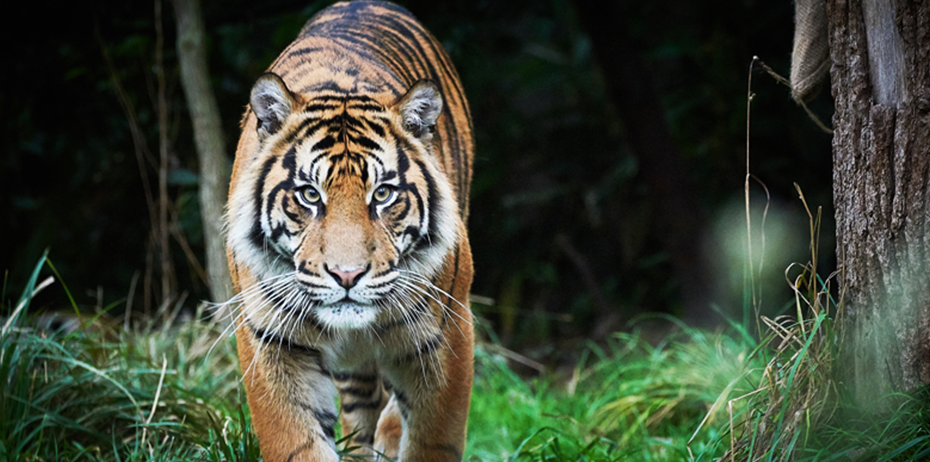 Día Internacional del Tigre: Una Iniciativa para la Conservación post thumbnail image