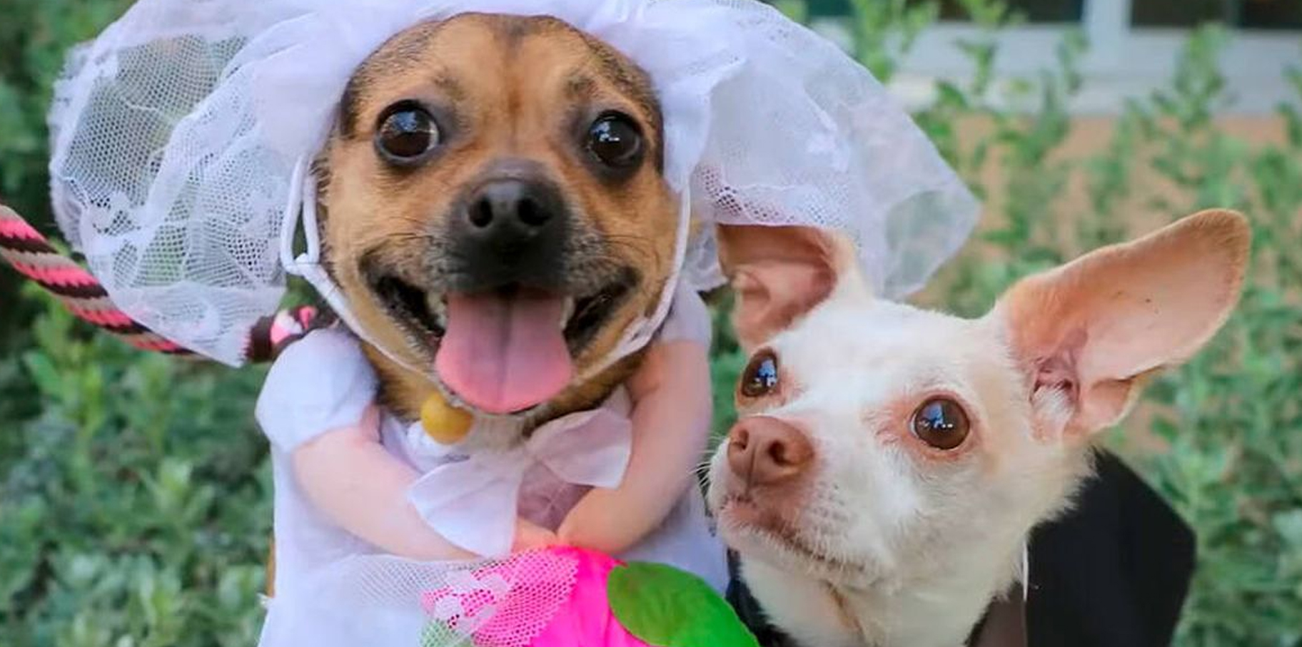 En China las bodas de mascotas son tendencia post thumbnail image