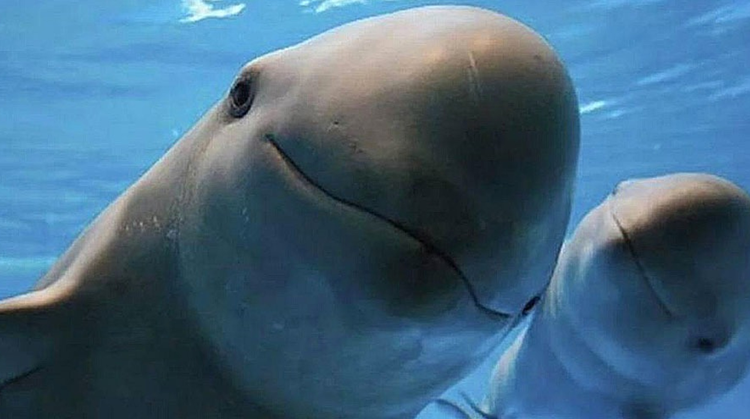 Hoy es el Día de la Vaquita Marina post thumbnail image