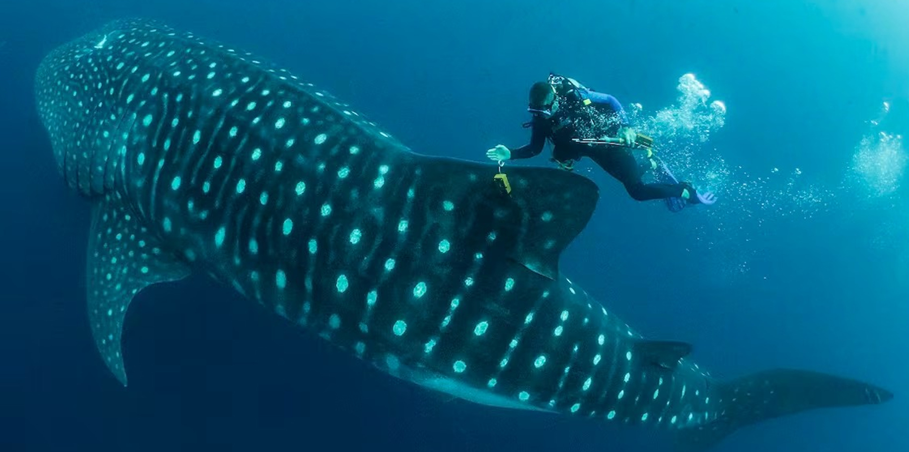 ¡Sabías Esto Sobre el Tiburón Ballena? Descubre Datos Asombrosos del Gigante del Océano! post thumbnail image