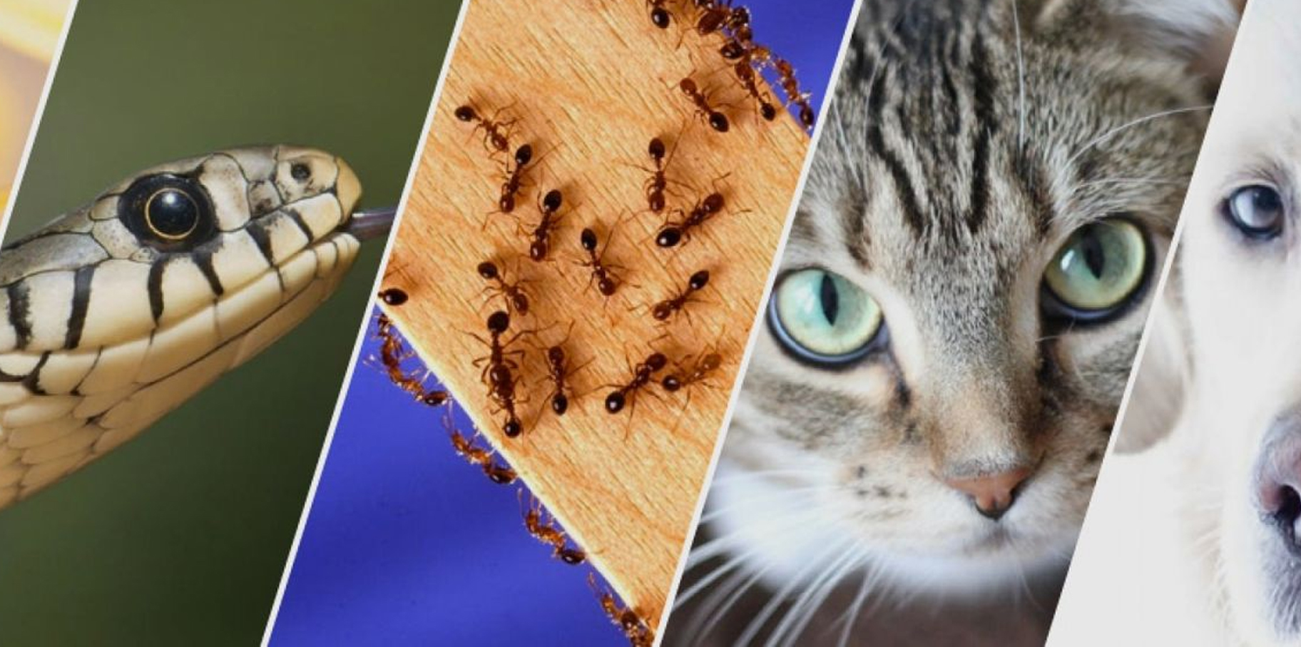 ¿Pueden los animales predecir terremotos? post thumbnail image