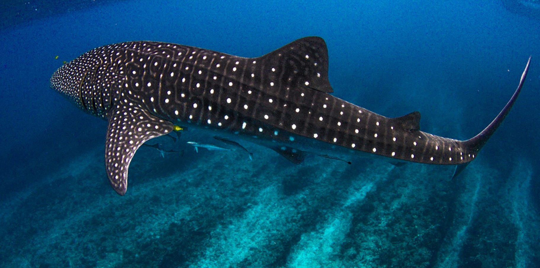Día internacional del Tiburón Ballena post thumbnail image