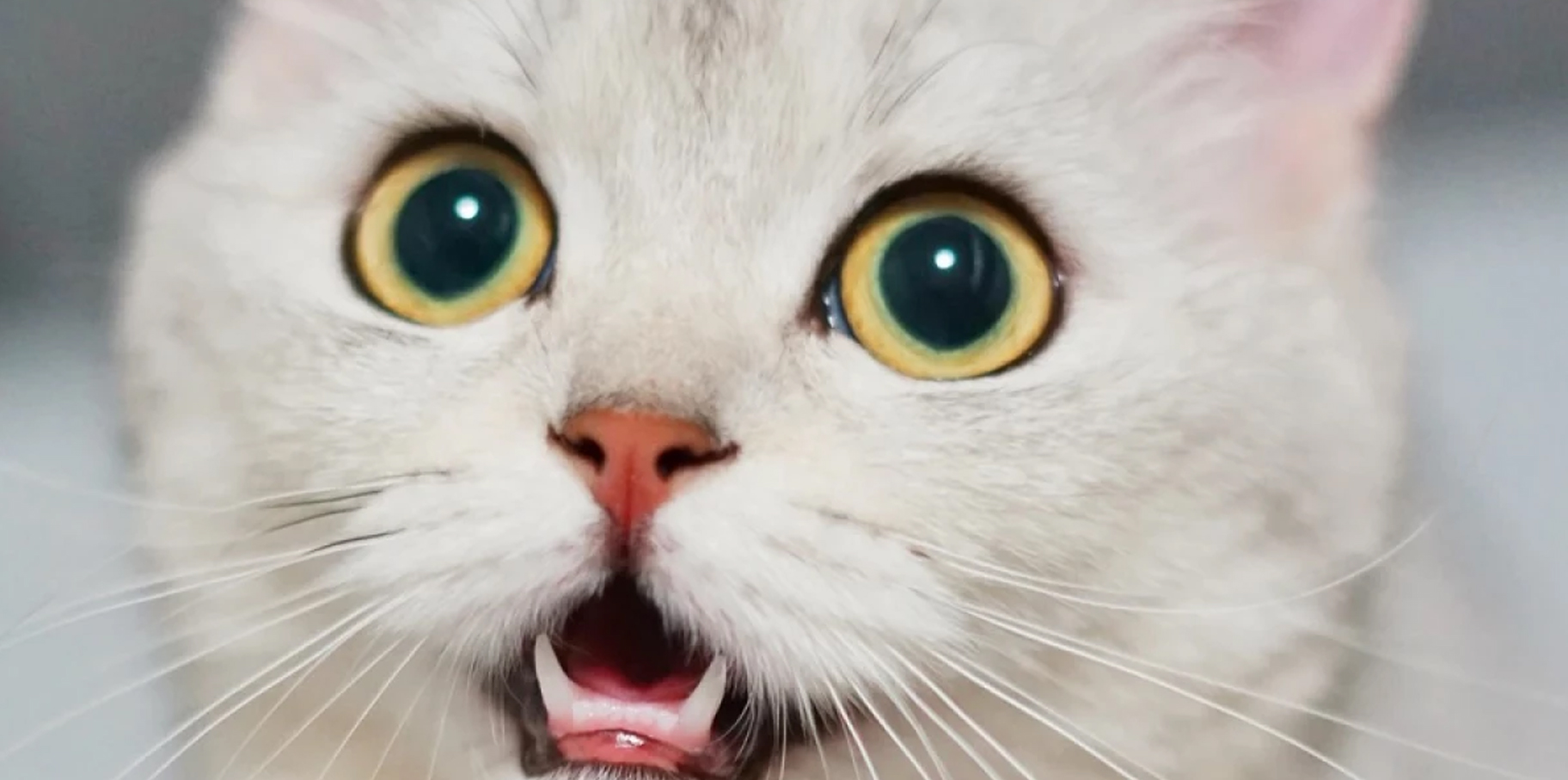 ¡Día del Gato!, Aquí te decimos curiosidades sobre tu michi post thumbnail image