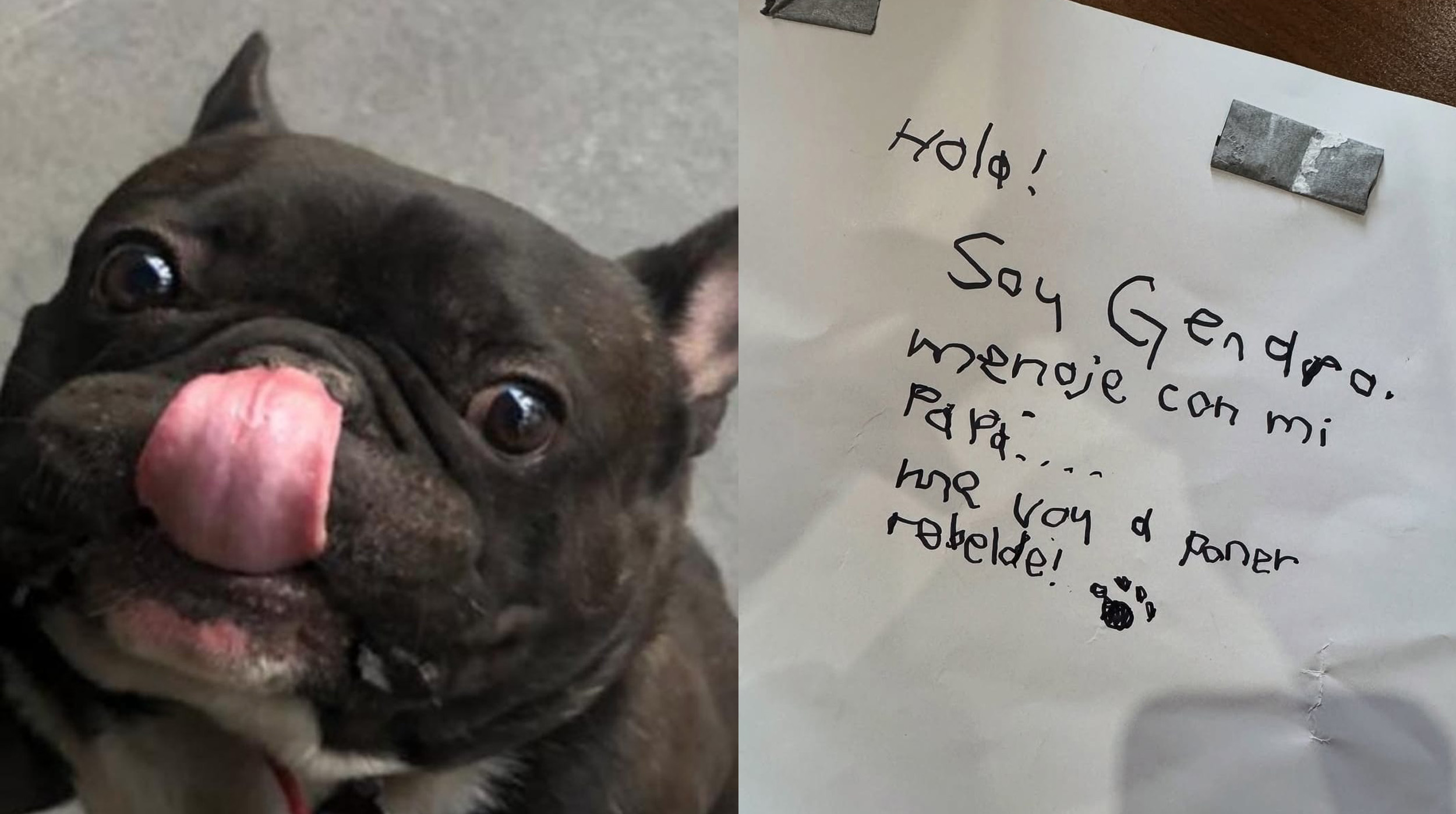 🐶 Genaro, el perro de Sabino, ¡un autentico rebelde del pop! 🐾 post thumbnail image