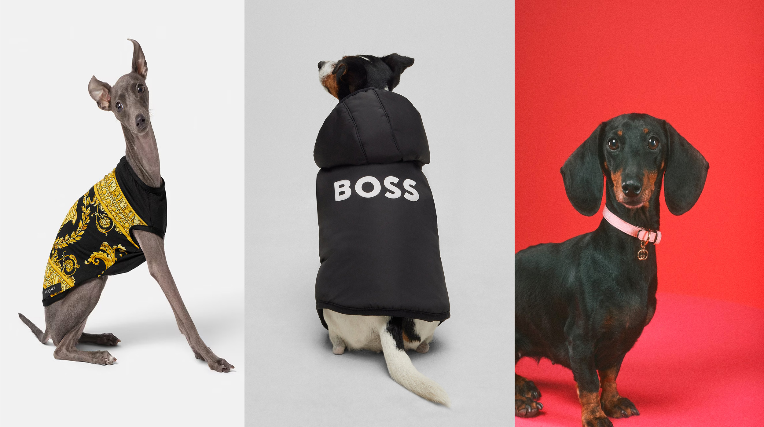Lujo en 4 patas: La moda ahora es para ellos post thumbnail image