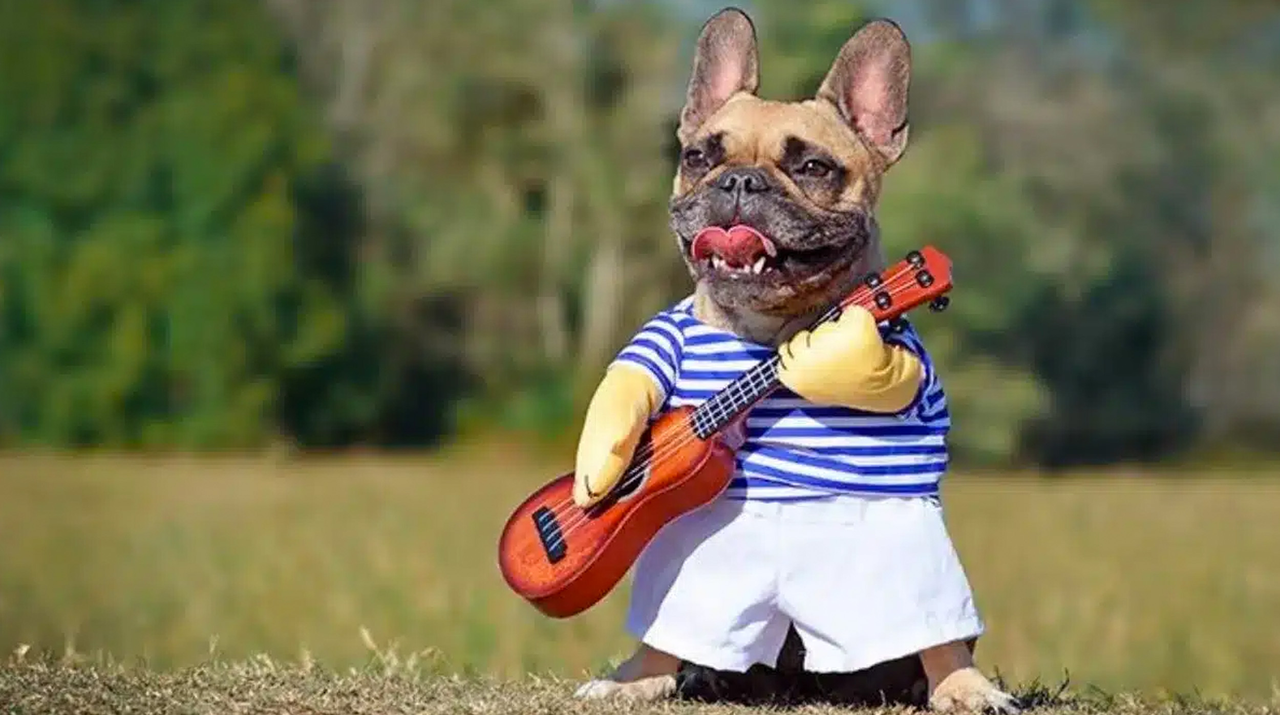 Día Mundial de Vestir a tu Mascota post thumbnail image