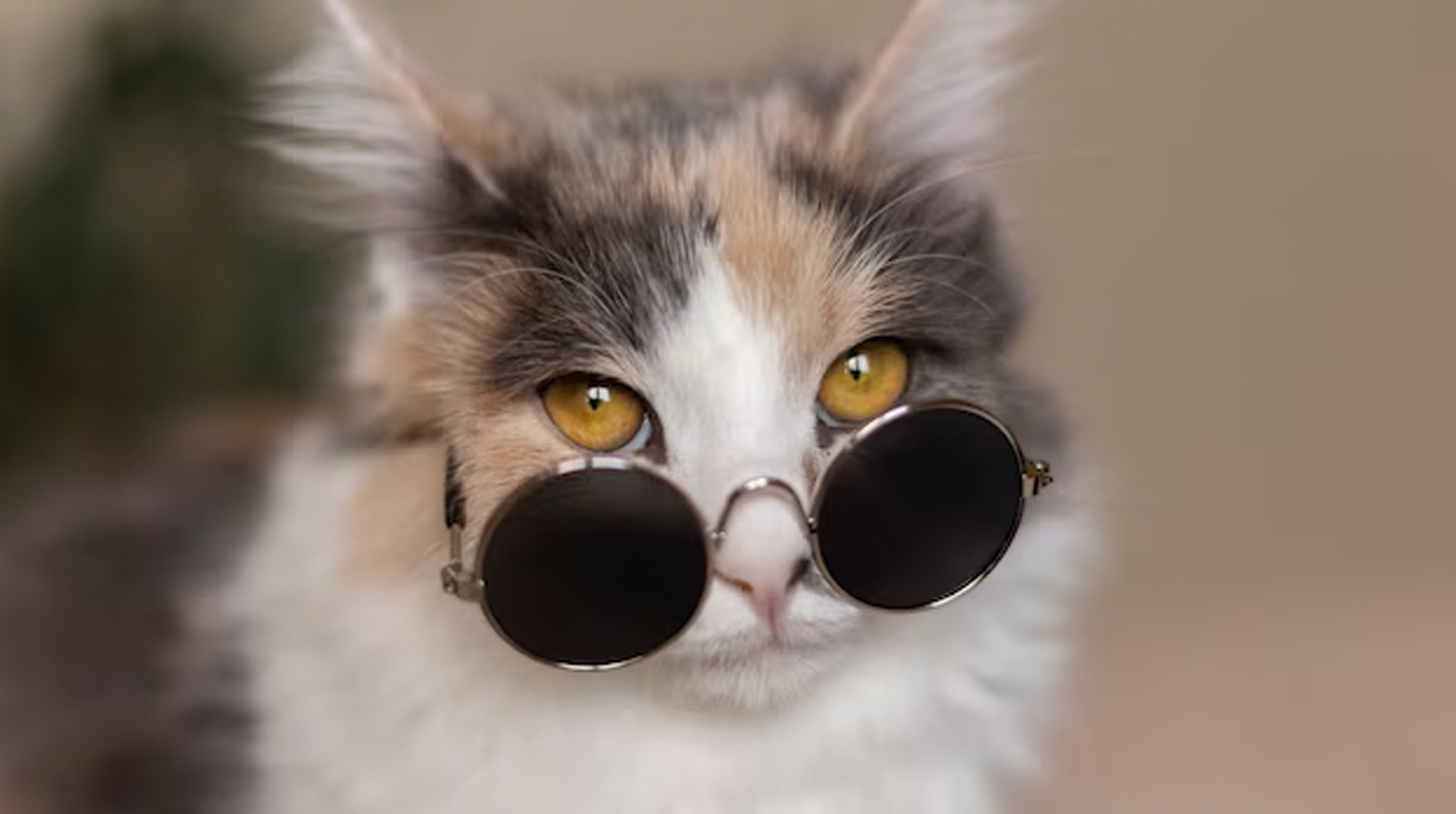 13 Curiosidades Felinas que te Sorprenderán post thumbnail image