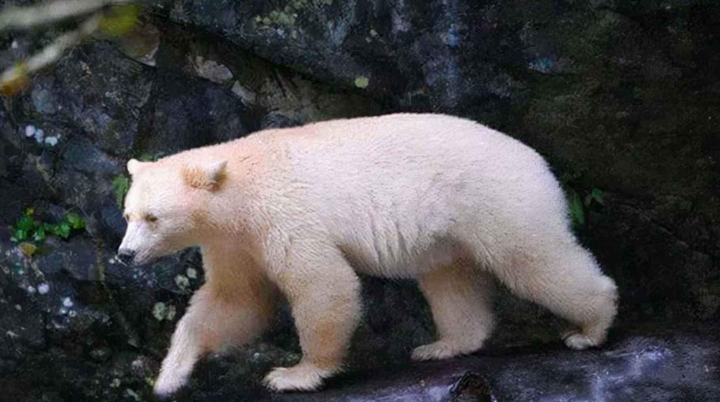 ¡El Oso Pardo Albino que Quiso Ser Polar! post thumbnail image