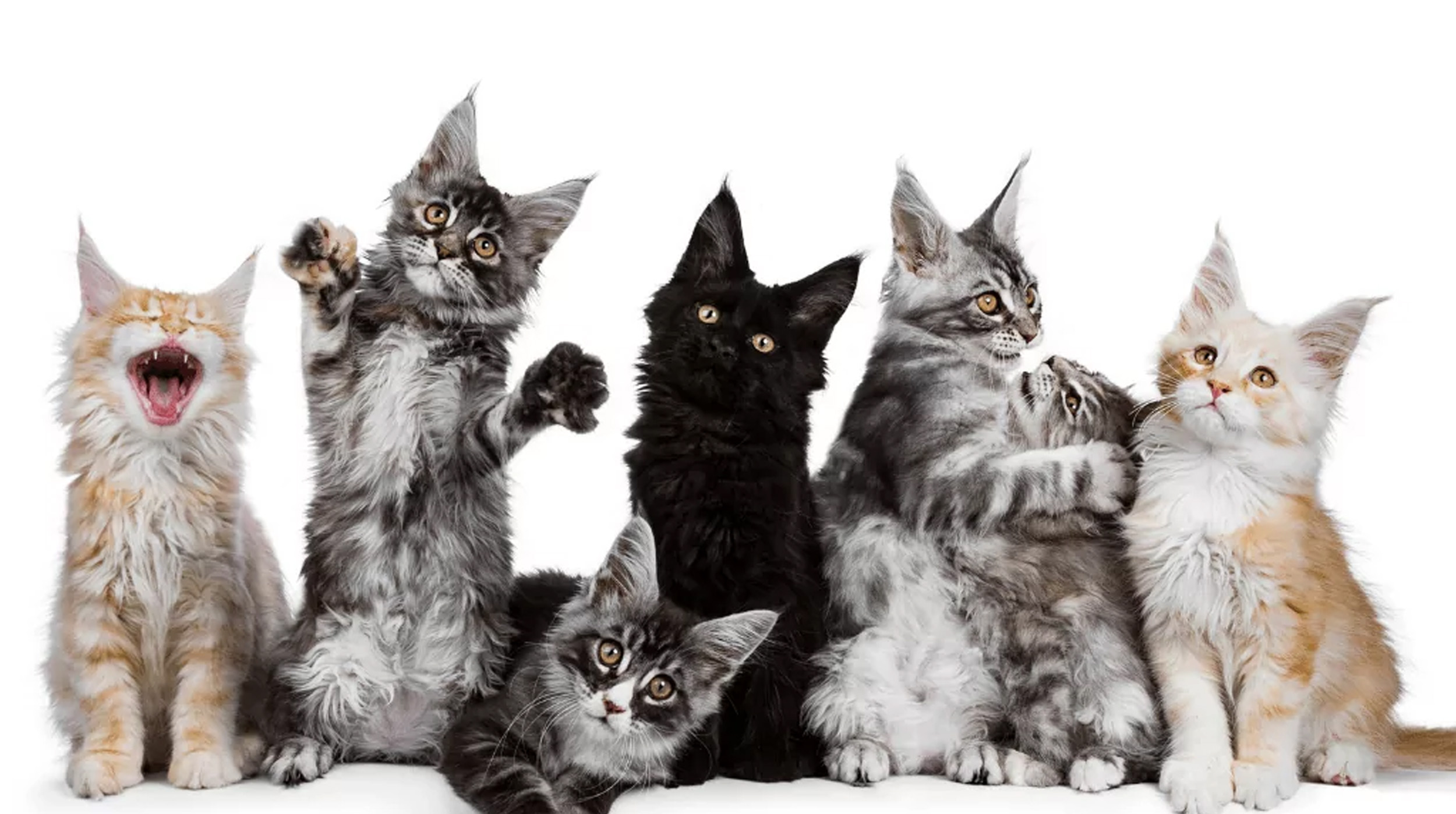 Dia internacional del gato post thumbnail image