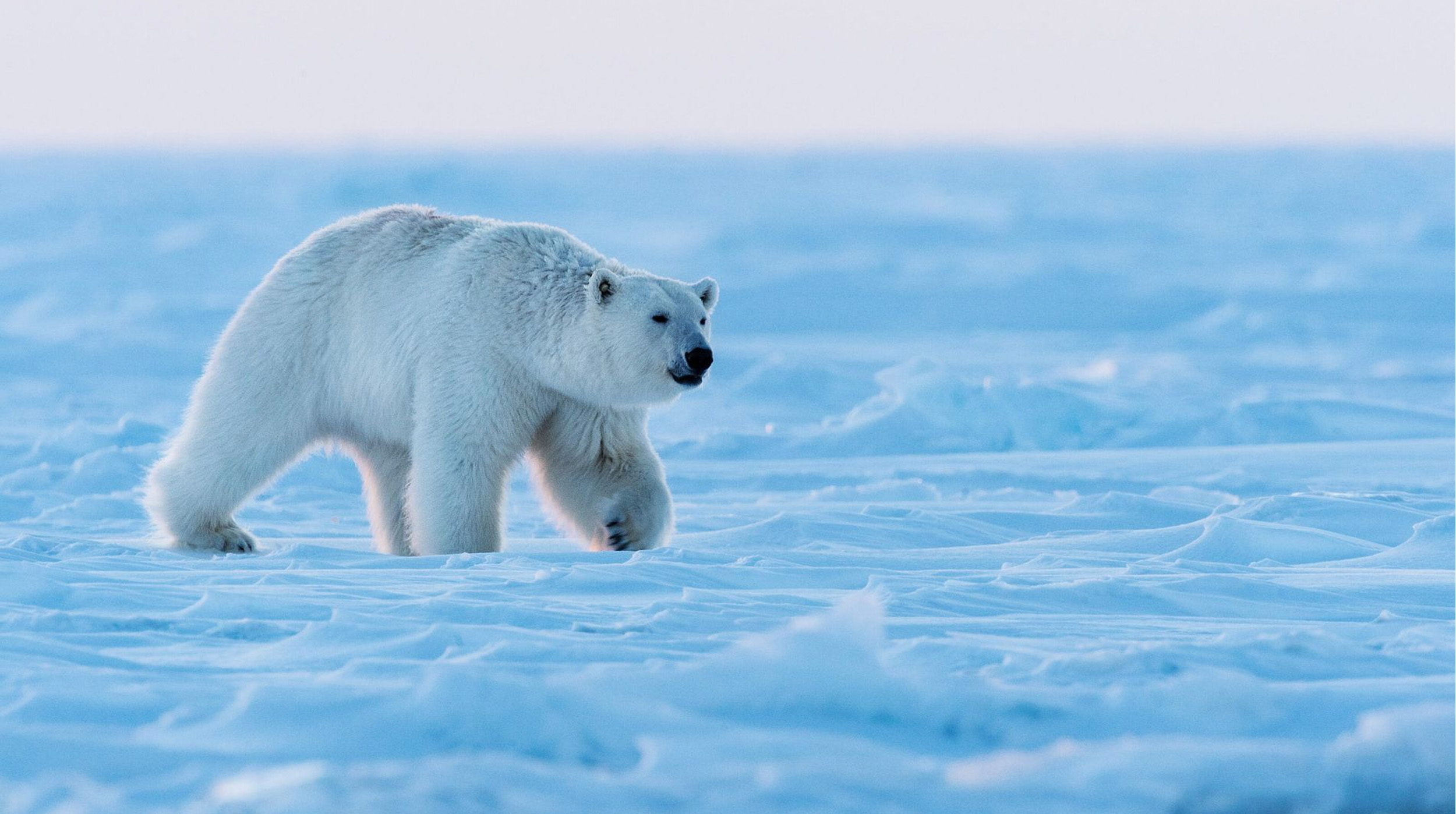 El Día Internacional del Oso Polar post thumbnail image