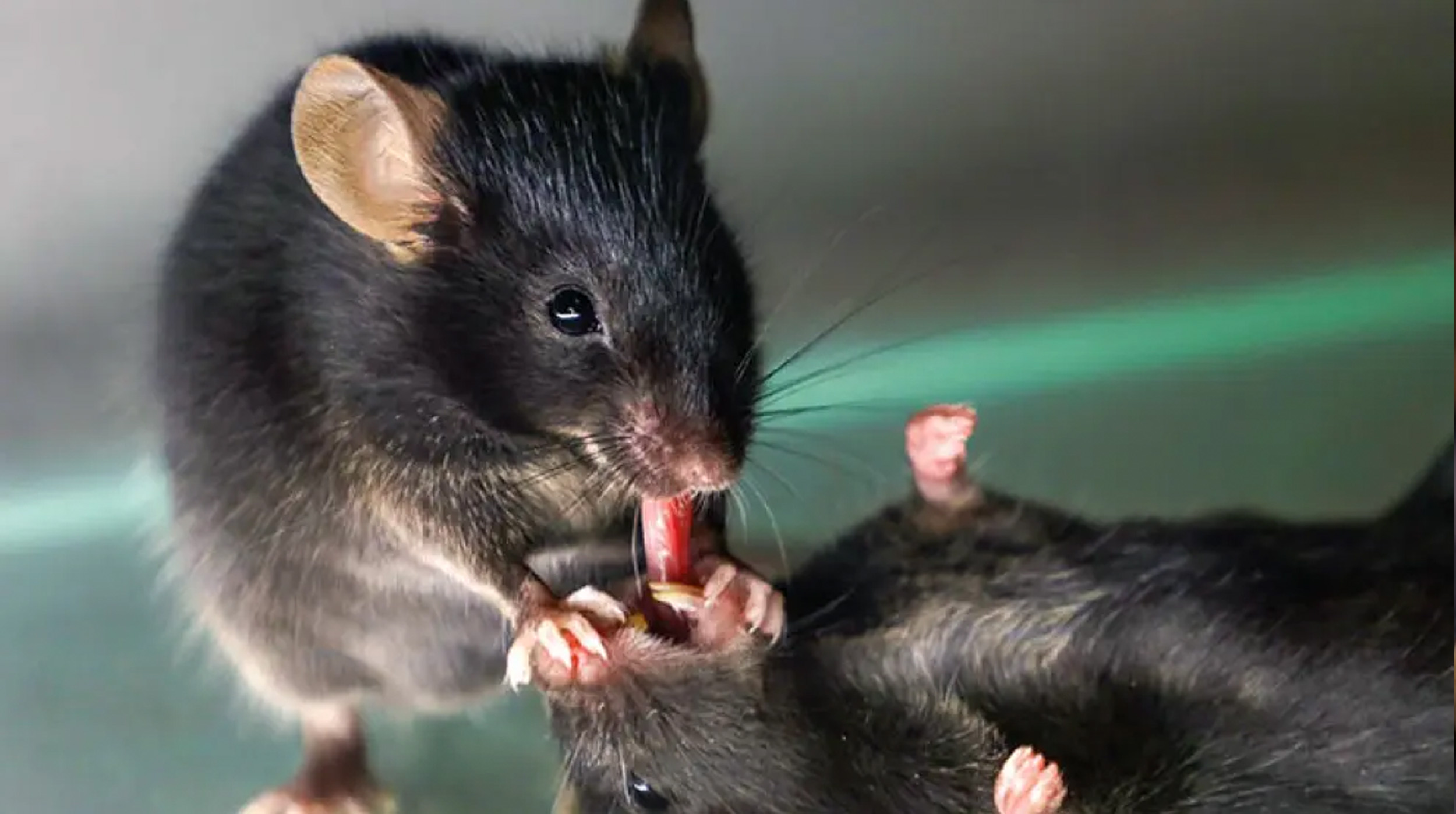 ¡Ratones en acción: La solidaridad que despierta a sus compañeros! post thumbnail image