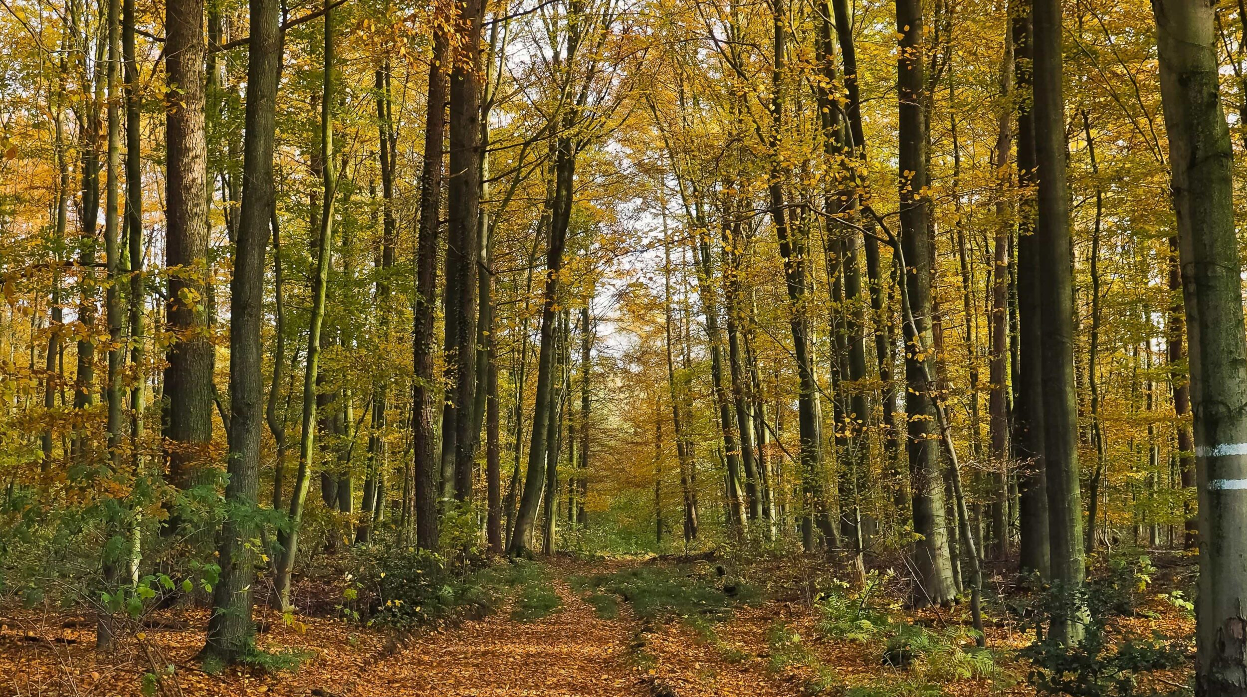 “Bosques: más allá del paisaje, pilares de la vida en la Tierra” post thumbnail image
