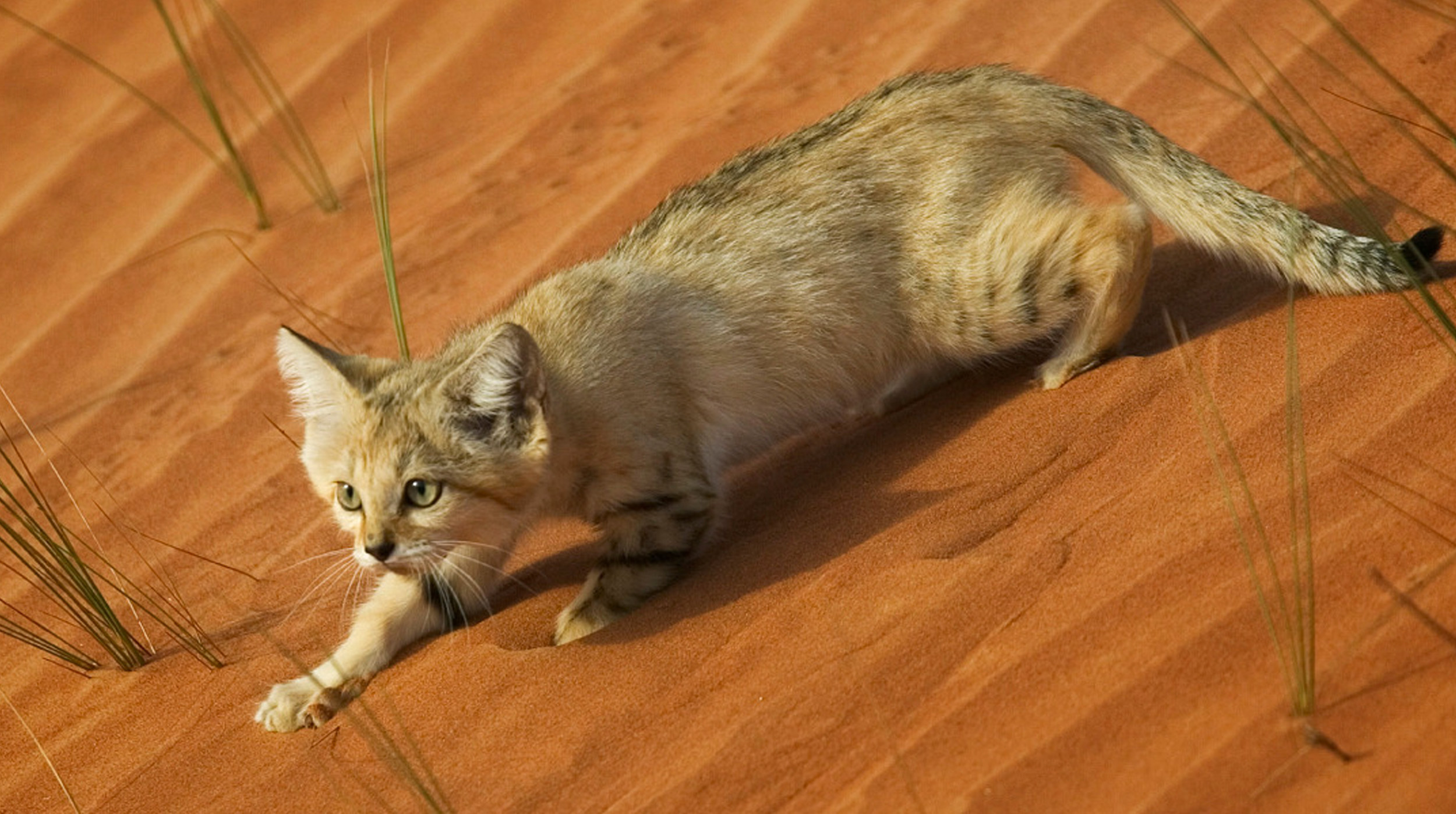 El Gato de las Arenas: El Sigiloso Cazador del Desierto post thumbnail image