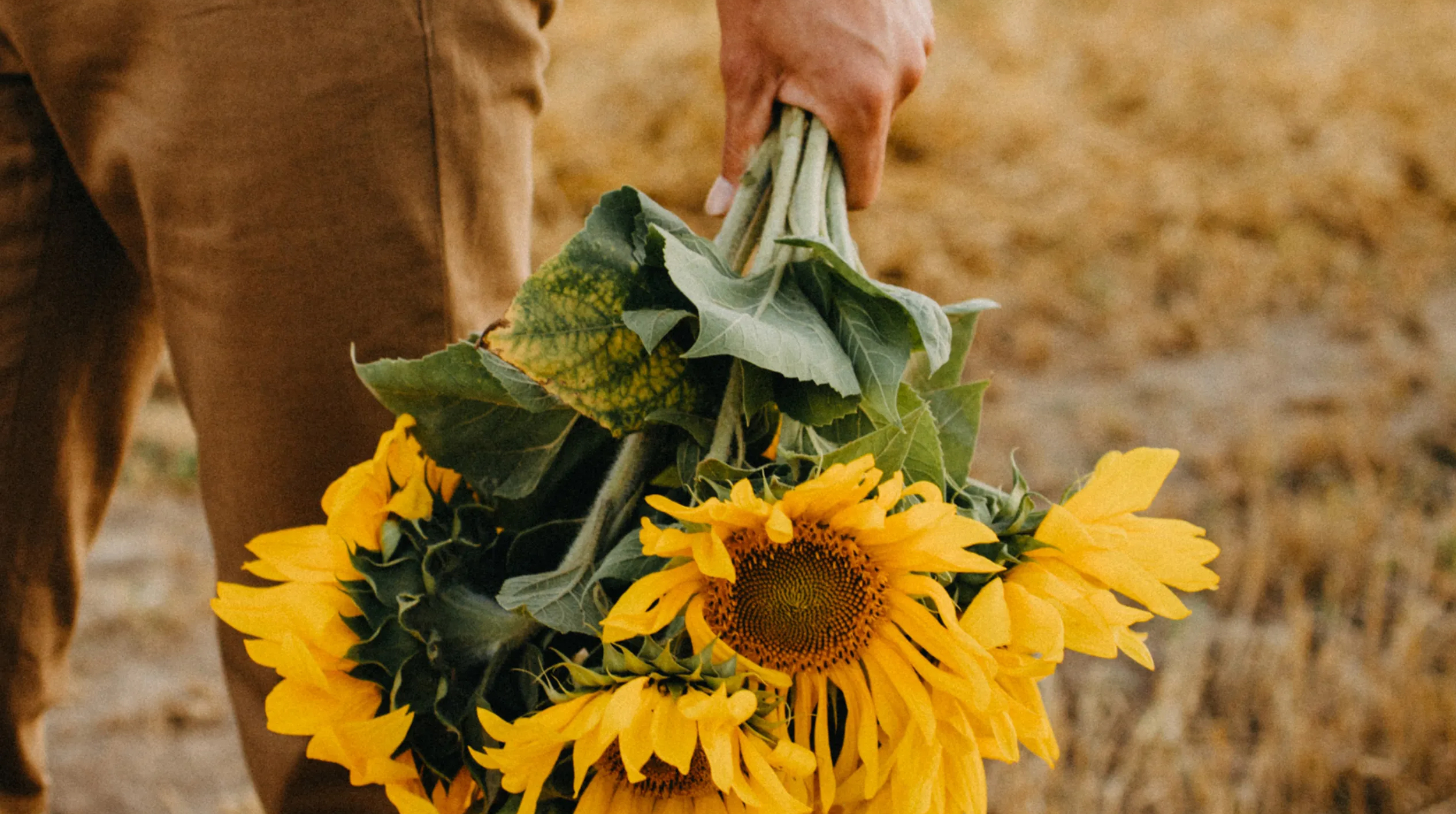 El fenómeno de las flores amarillas ¿Por qué se regalan el 21 de marzo? post thumbnail image