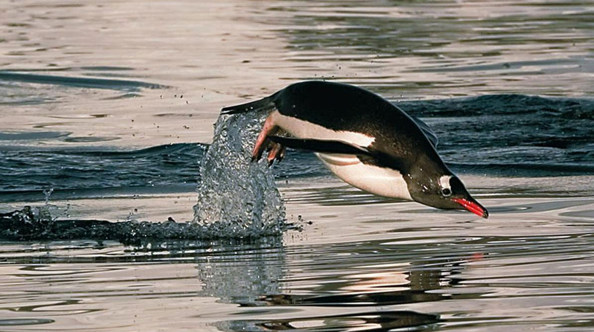 🐧 ¿Sabías que…? 7 curiosidades que probablemente no sabías sobre los pingüinos post thumbnail image