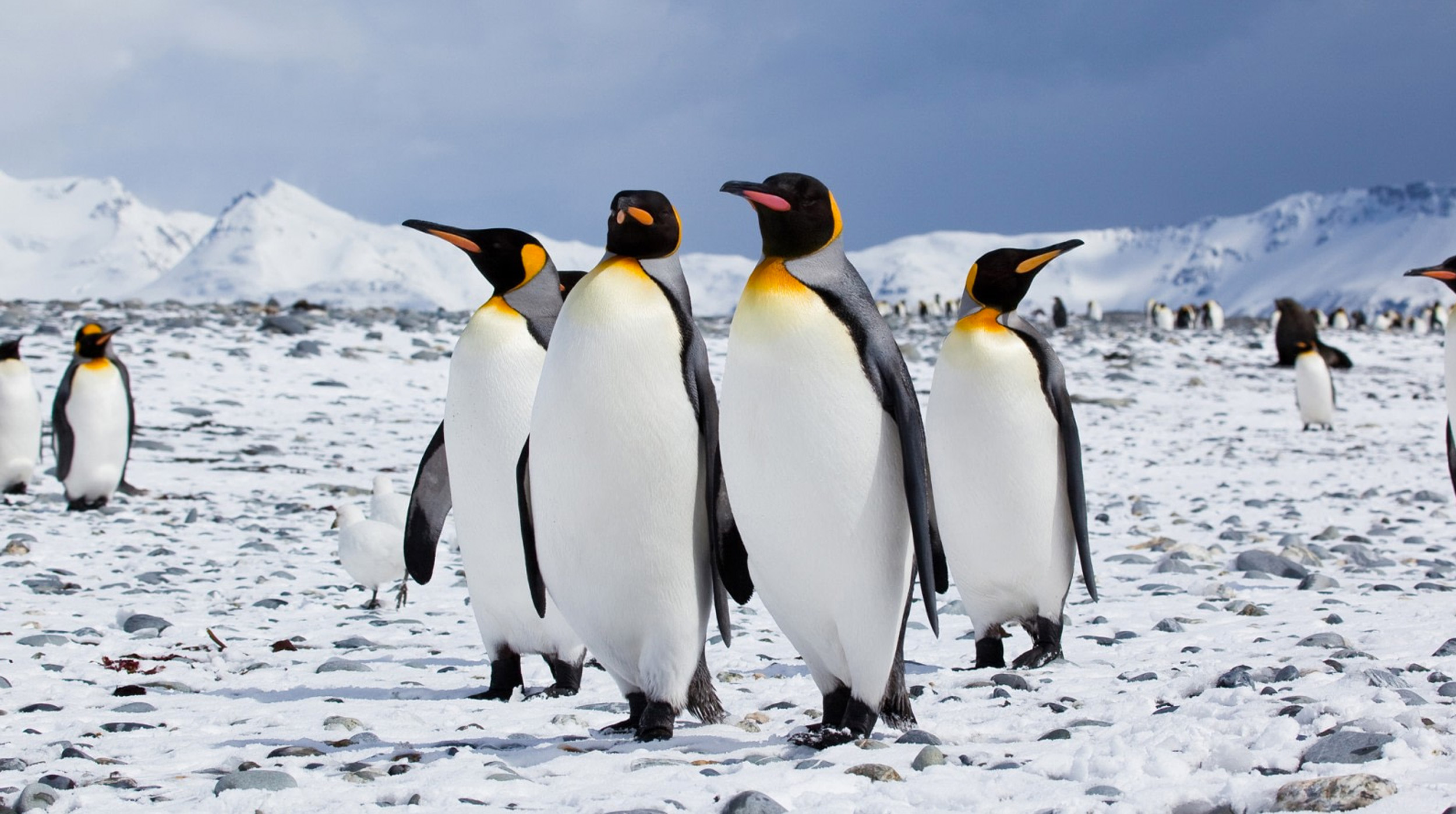 Día Mundial del Pingüino 🐧 Una efeméride para reflexionar sobre el impacto humano en la naturaleza post thumbnail image