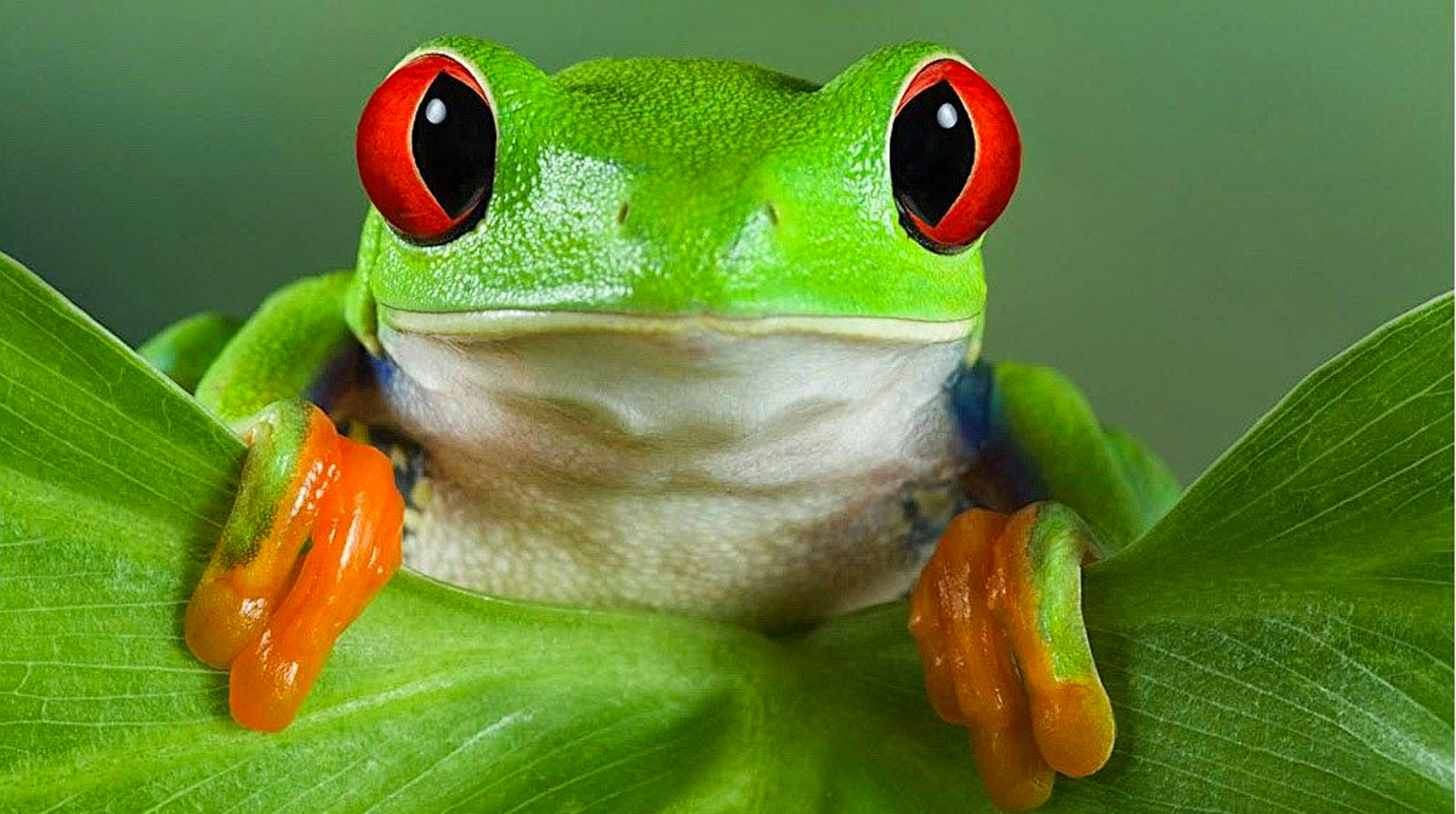 28 de abril: Día Internacional para la Conservación de los Anfibios post thumbnail image