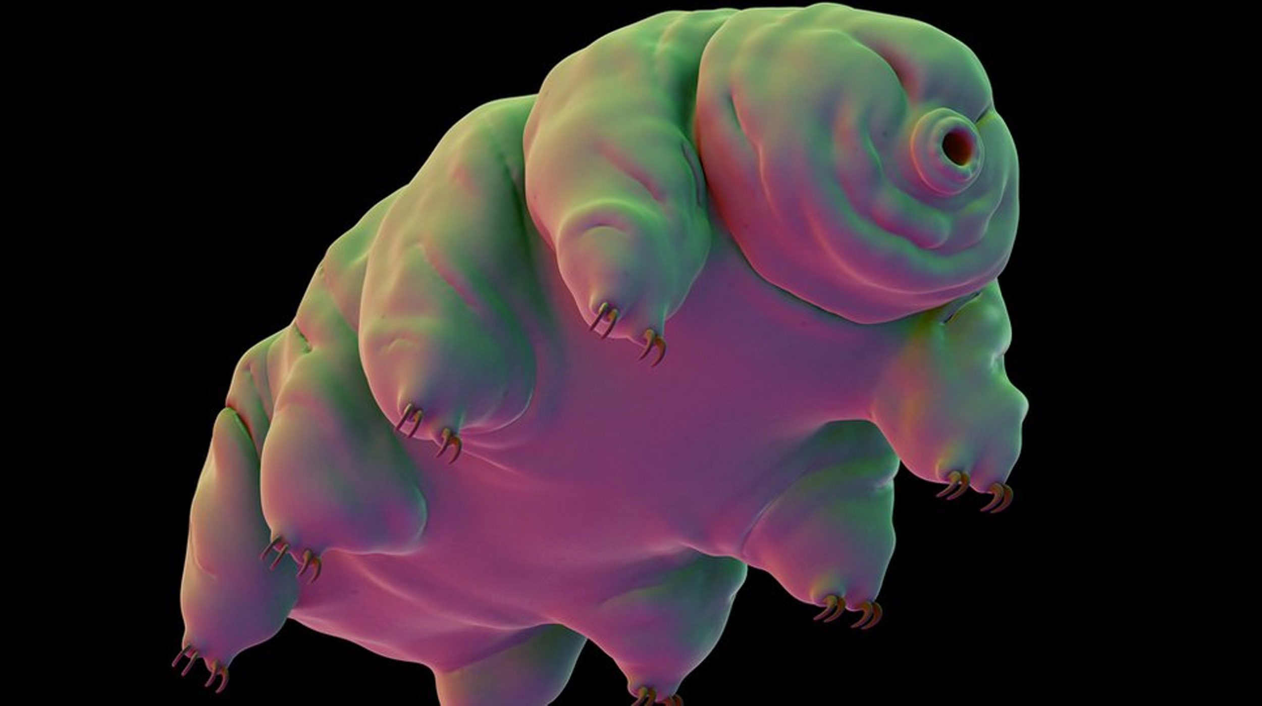 Los Tardígrados: Los Supervivientes del Microcosmos post thumbnail image