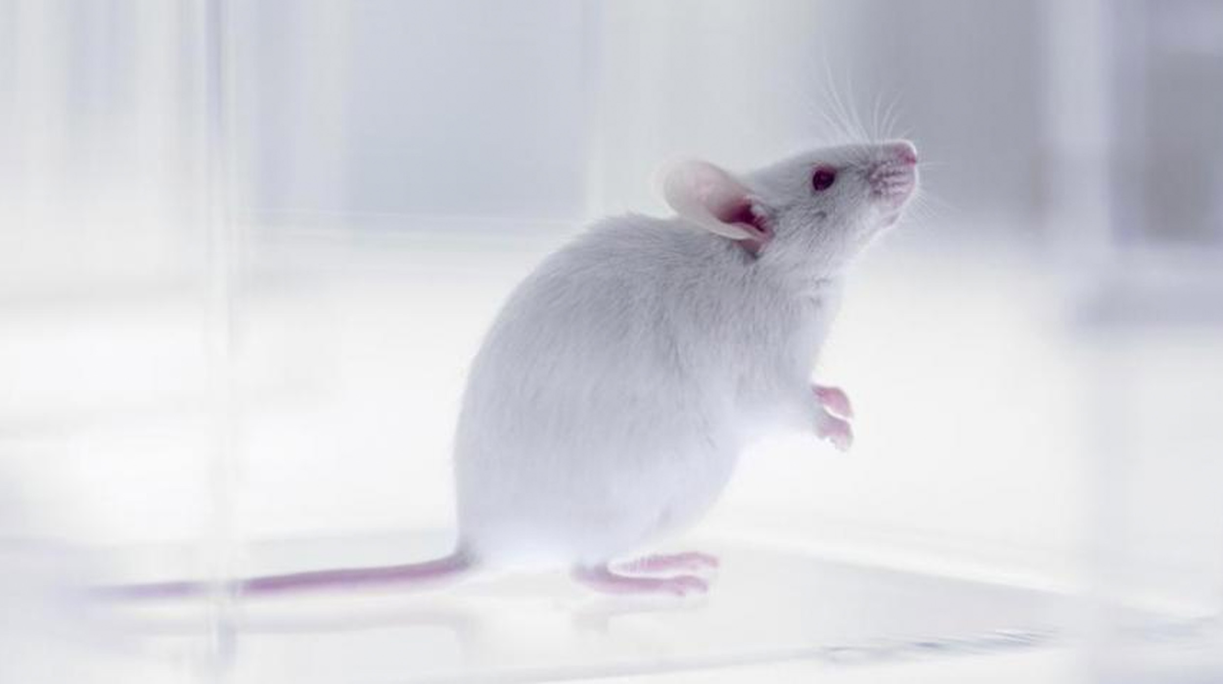 24 de abril: Día Internacional del Animal de Laboratorio – Una fecha para reflexionar y actuar post thumbnail image