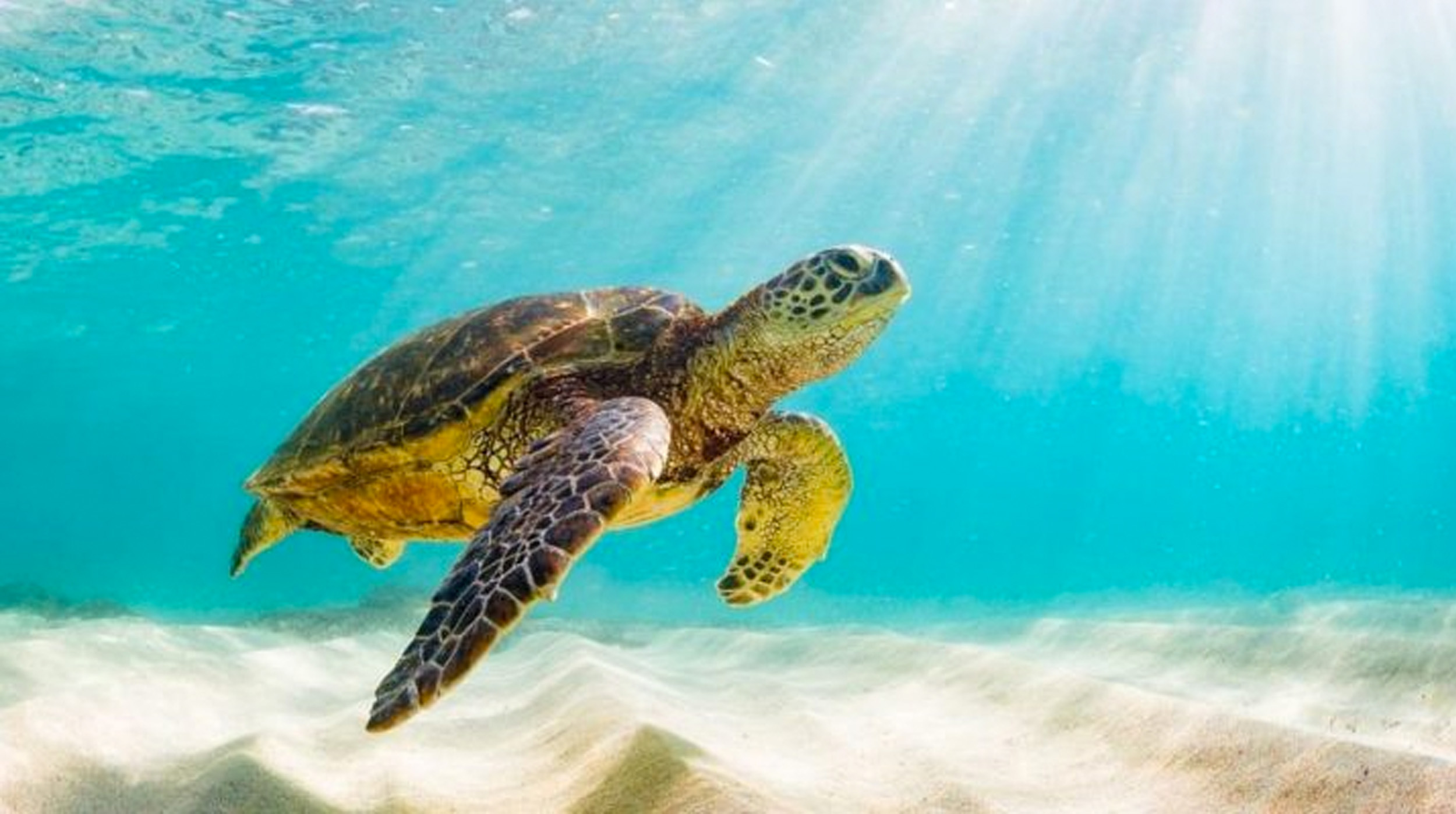 Día Mundial de la Tortuga: Un llamado urgente por su conservación post thumbnail image