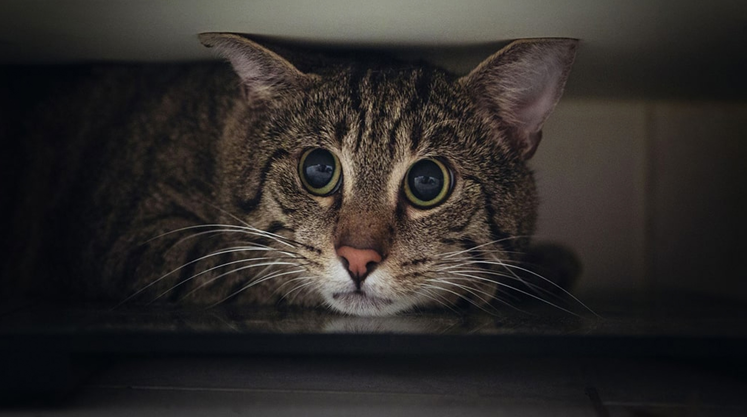 ¿Pueden los gatos predecir terremotos? La ciencia aún duda, pero ellos ya se fueron debajo del sofá post thumbnail image
