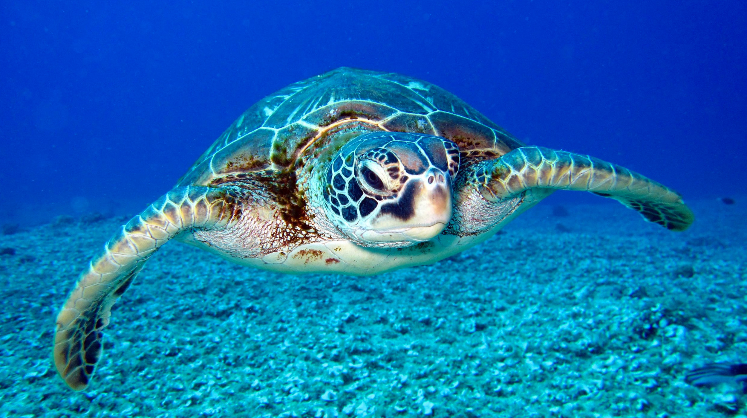 ¿Sabías que las tortugas pueden respirar por la cloaca? 🐢 post thumbnail image