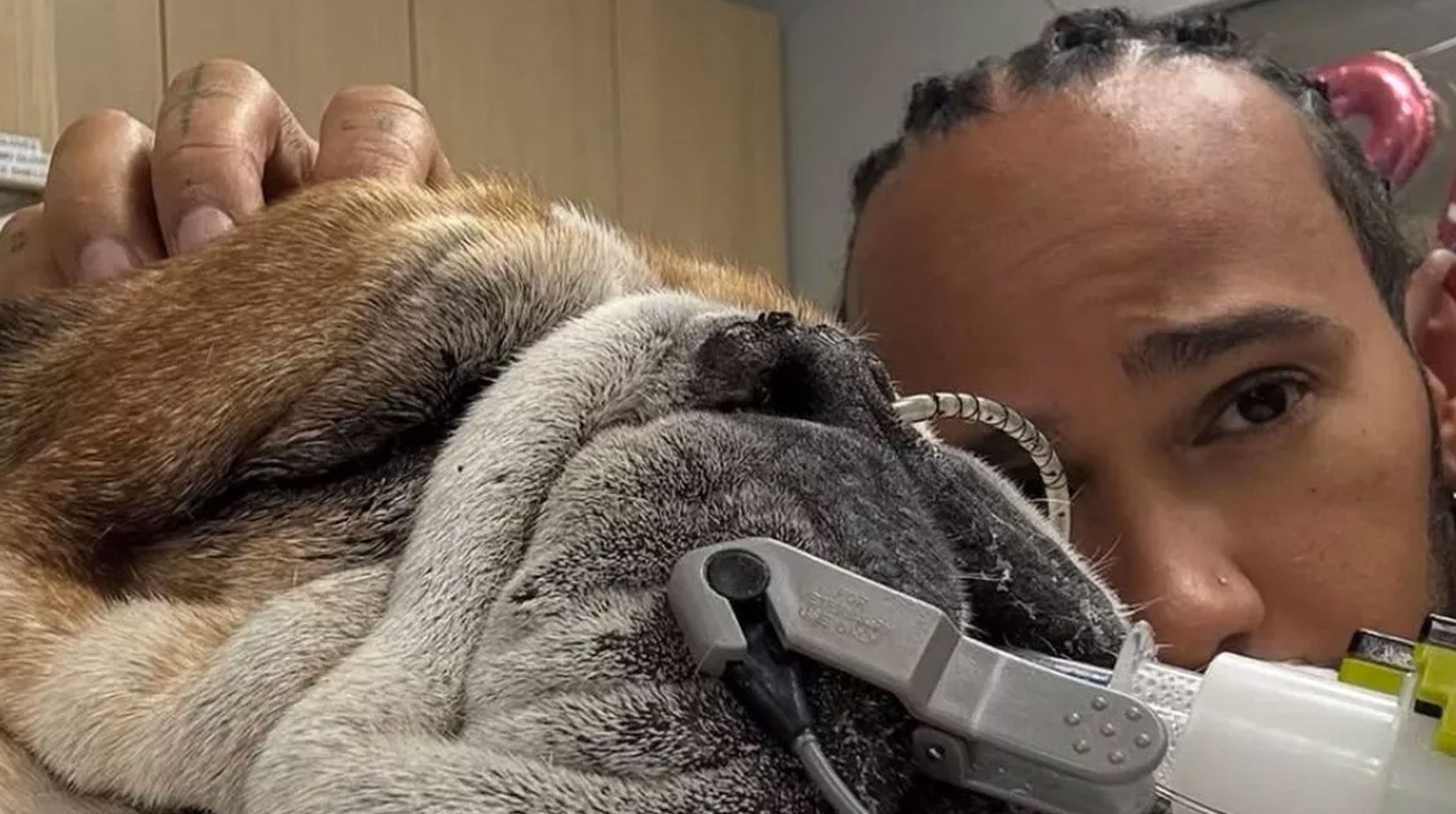 Lewis Hamilton llora la pérdida de su amado bulldog Roscoe post thumbnail image