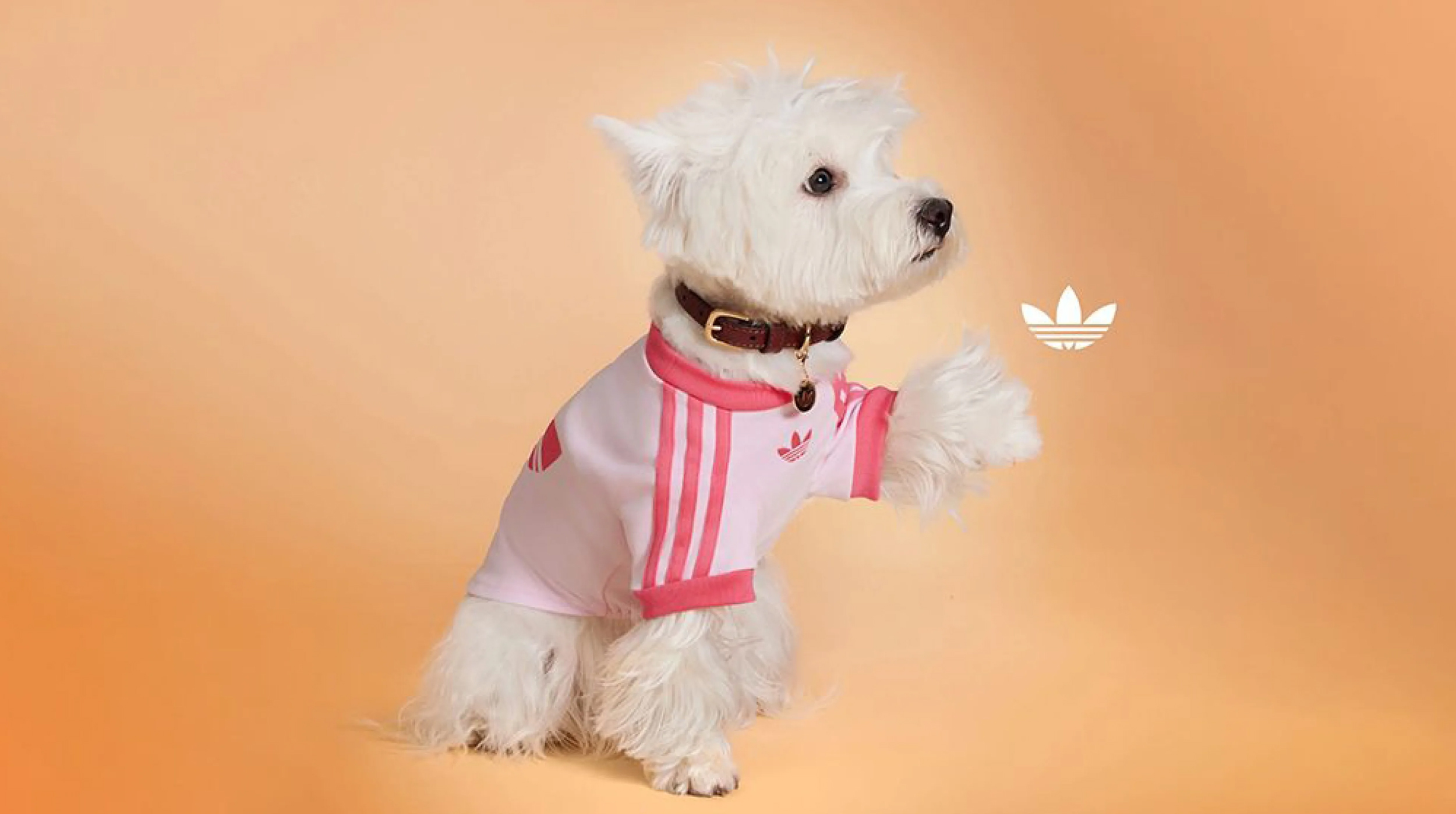 adidas Originals lanza su primera colección de ropa para mascotas post thumbnail image
