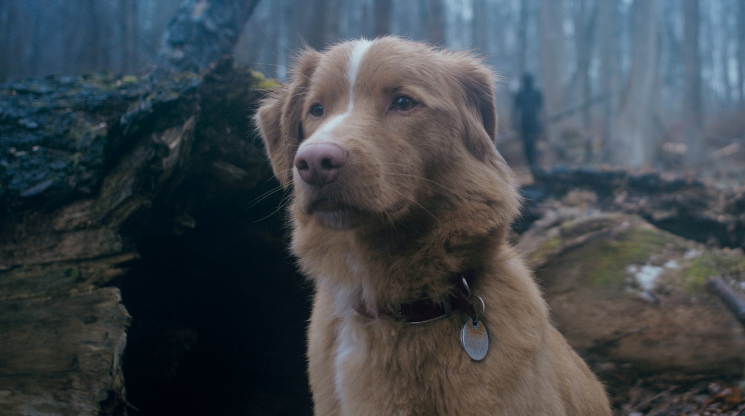 Indy el primer perro nominado a Mejor Actor en los Premios Astra 2026 post thumbnail image