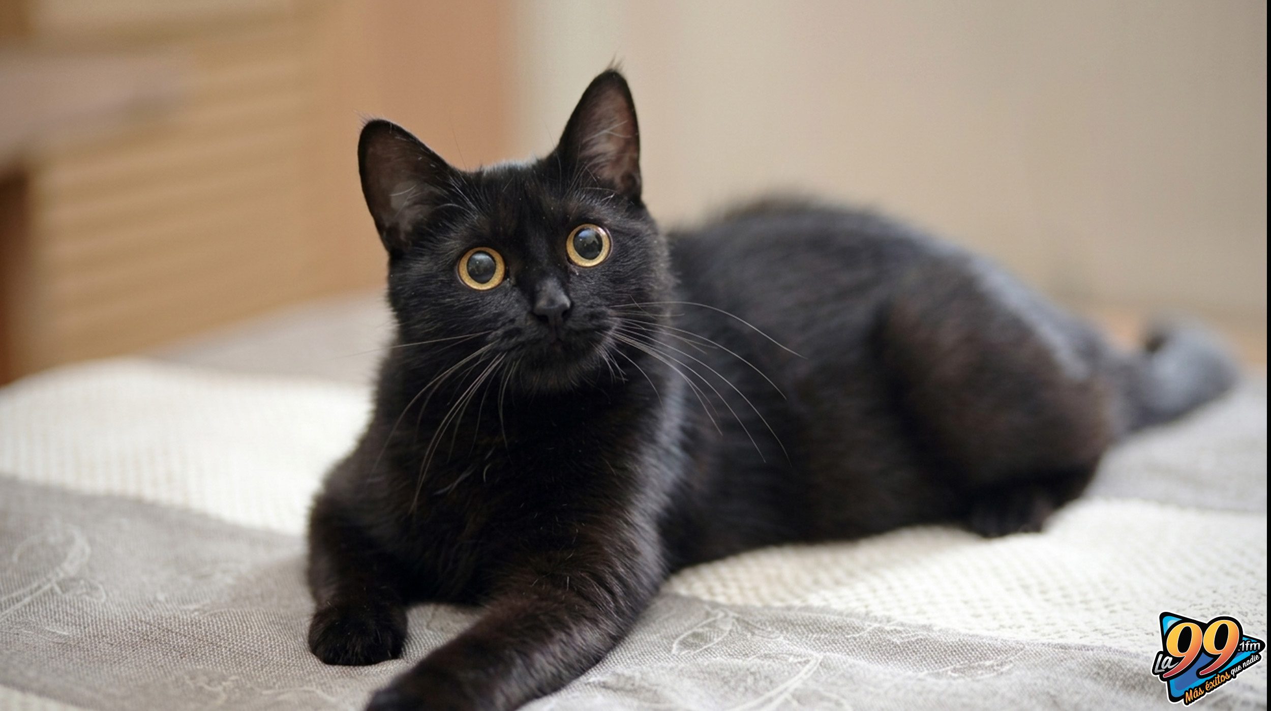¿Cómo pasaron los gatos negros de ser dioses adorados a ser un símbolo de la mala suerte? post thumbnail image