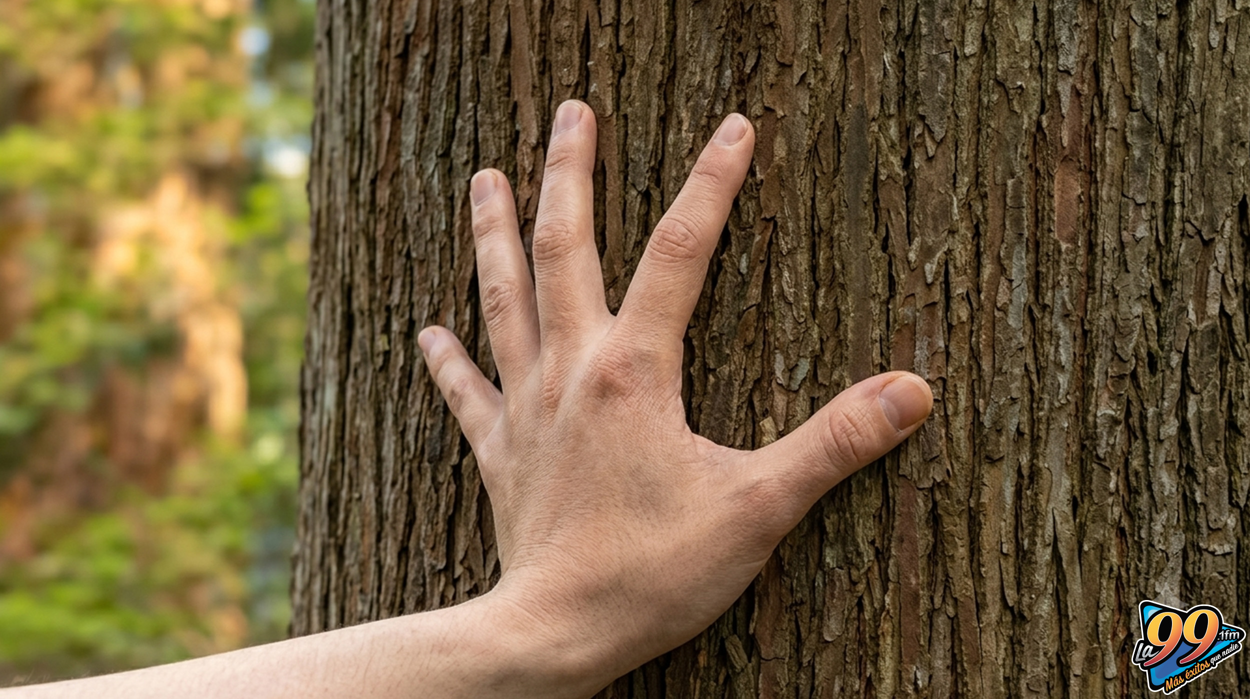 ¿Por qué tocamos madera para atraer la suerte? El curioso origen de este hábito milenario post thumbnail image