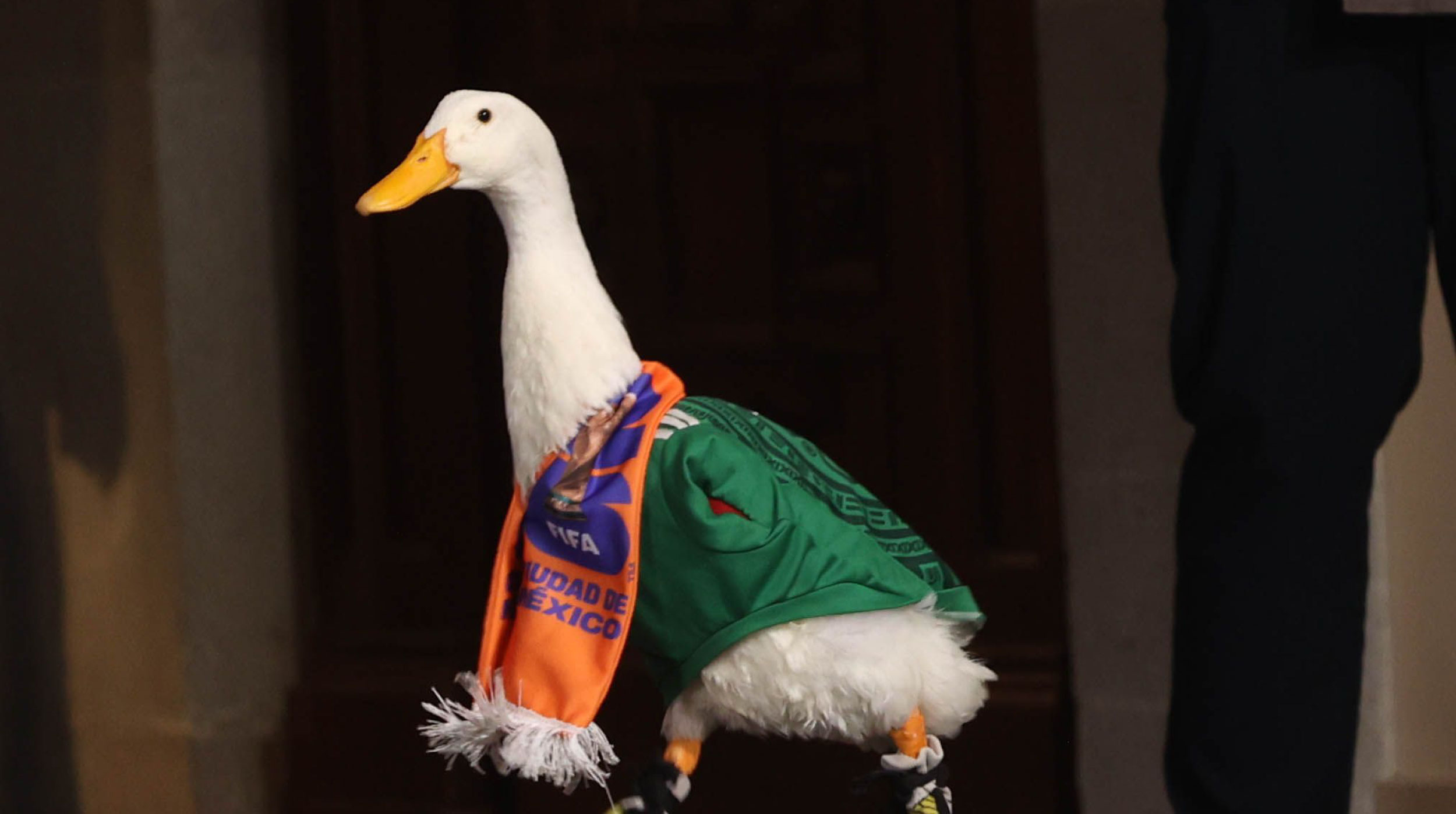 El pato Merlín conquista la mañanera de Sheinbaum y anuncian que será marca registrada post thumbnail image