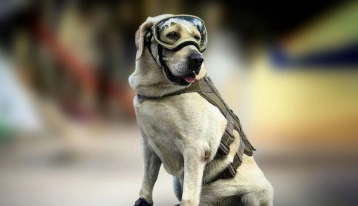 Héroes de cuatro patas: Las hazañas caninas que transformaron la ciencia, el rescate y la cultura global post thumbnail image